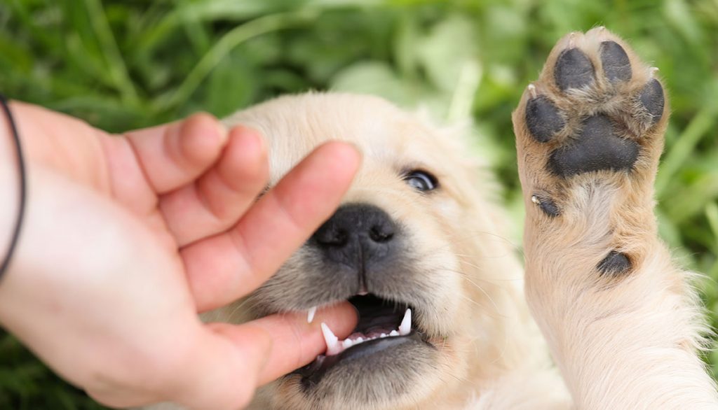 hoe een puppy te stoppen met bijten