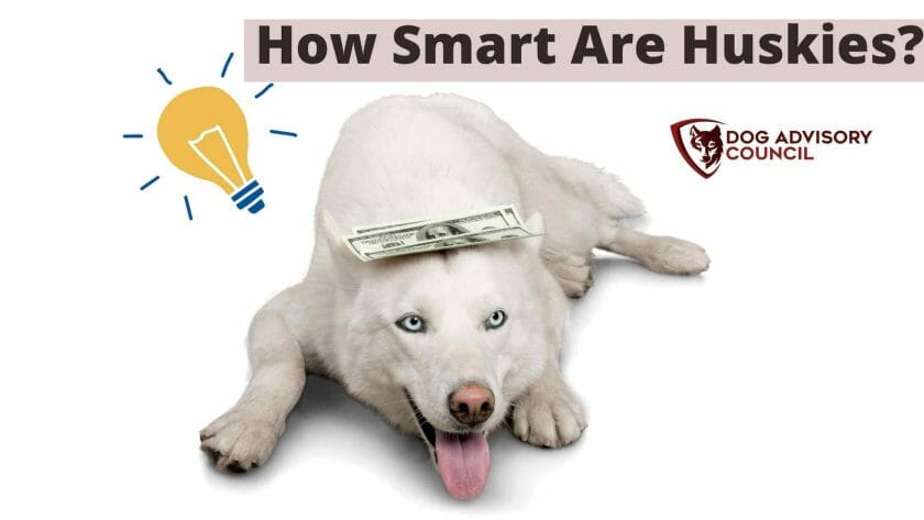 Foto van een witte Husky met dollarbiljetten op zijn hoofd en een gloeilamp boven zijn hoofd. Hoe slim zijn Huskies?