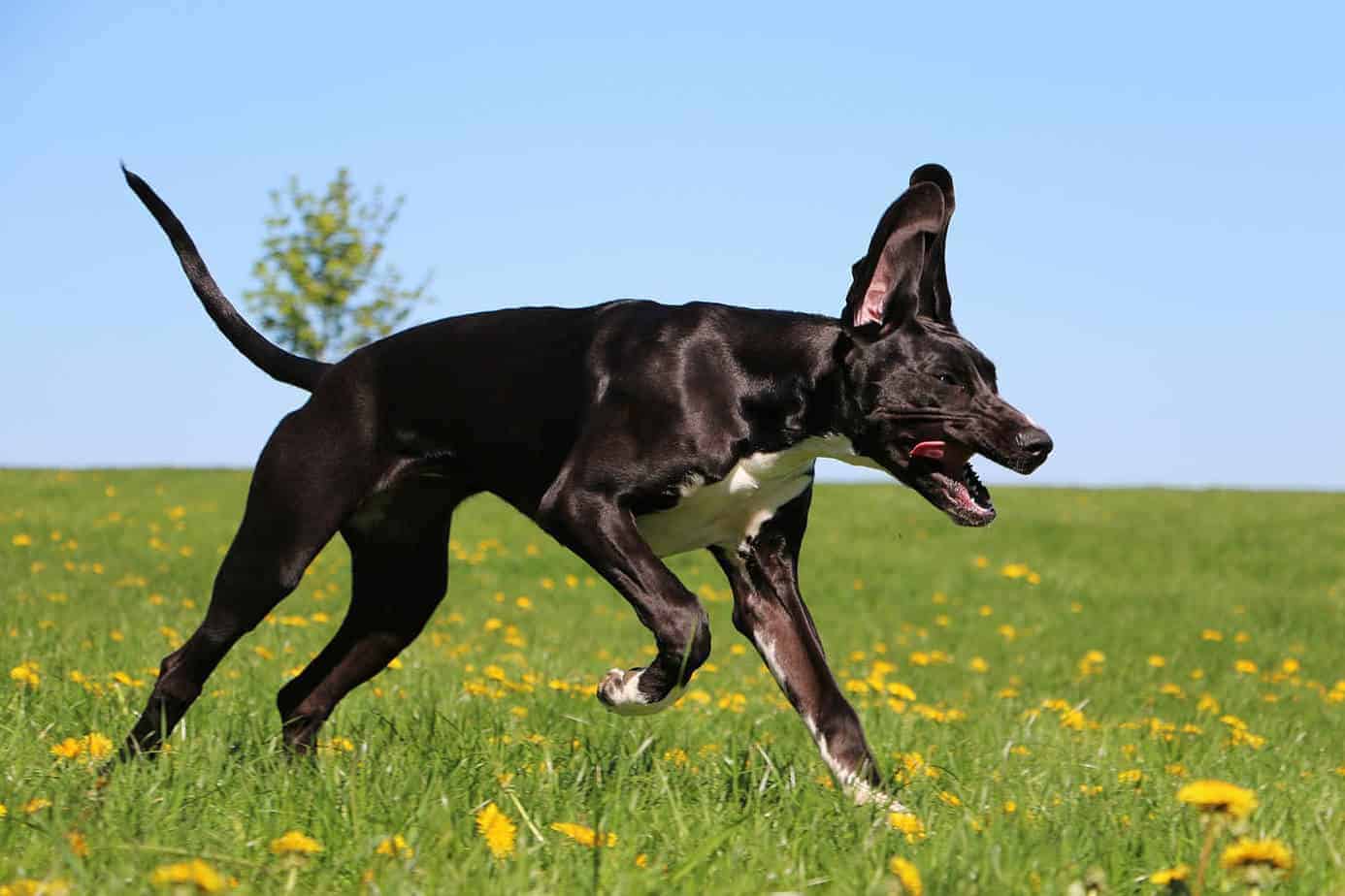 Hoe snel kan een Duitse Dog rennen? Zwarte Duitse Dog loopt heel snel op een open veld