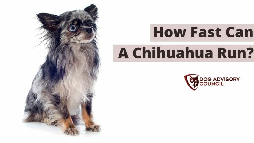 Hoe snel kan een chihuahua rennen? Foto van een zittende Chihuahua.