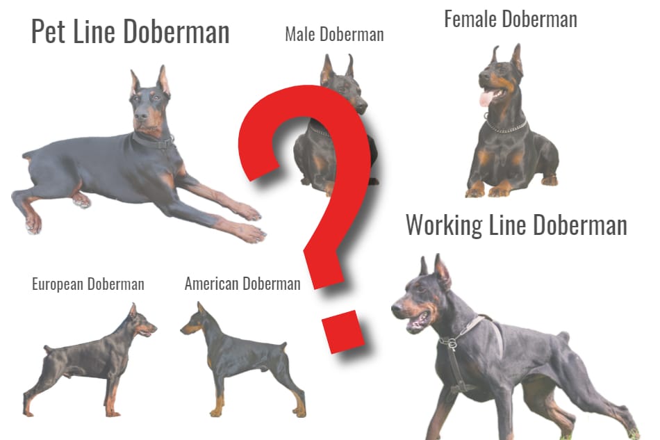 Titelafbeelding van meerdere types Dobermans waaruit men kan kiezen.