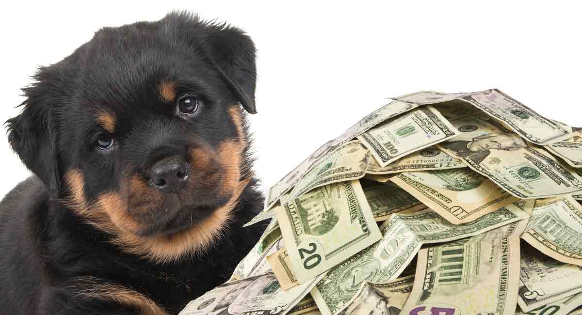 Hoeveel kost een Rottweiler