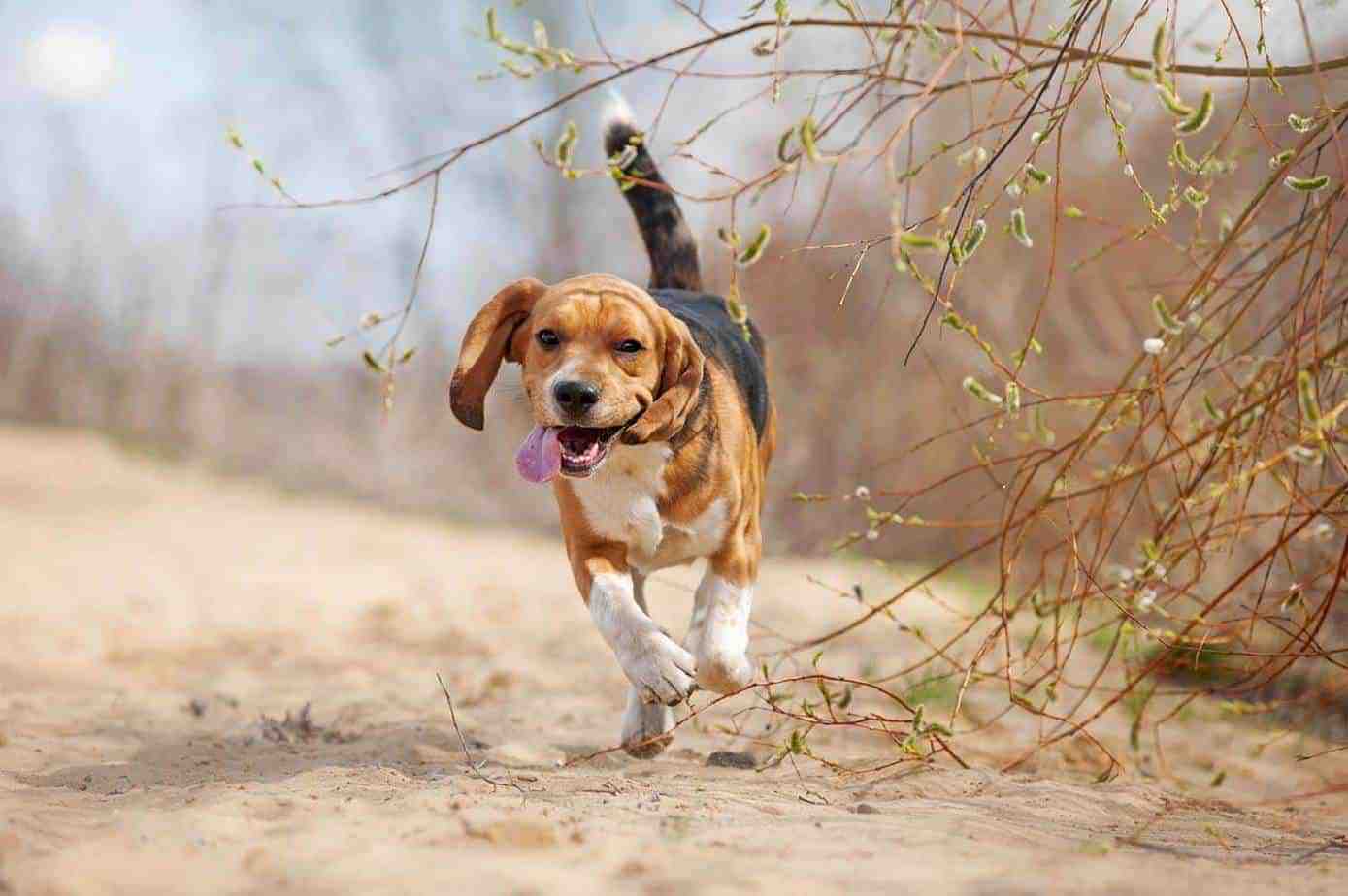 Hoeveel beweging heeft een Beagle nodig. Beagle rent en ziet er moe uit 