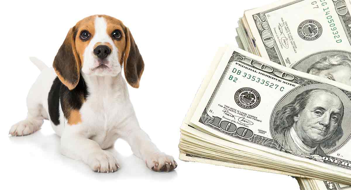 hoeveel kosten Beagles