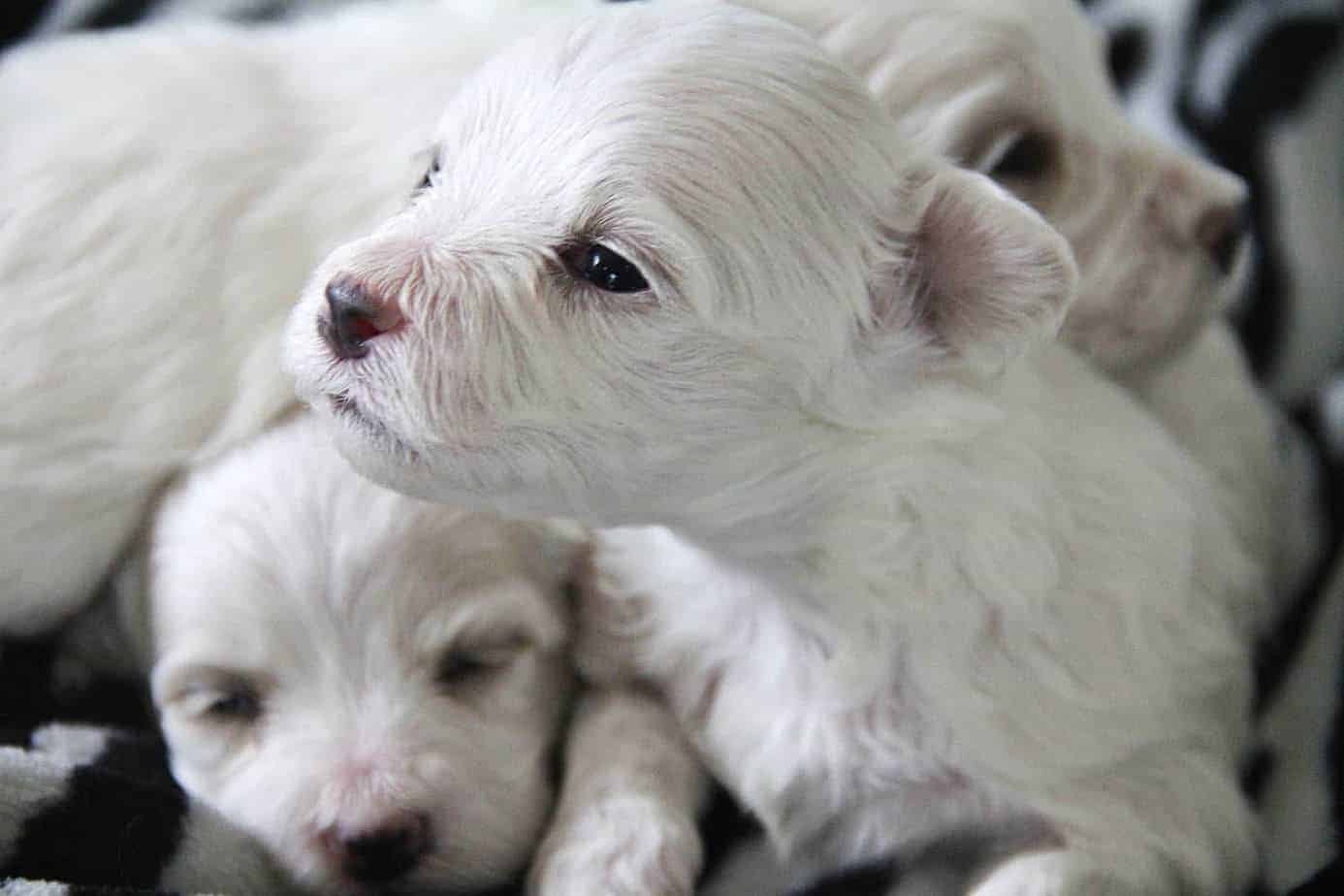 Hoeveel Puppies Kan Een Maltezer Hebben? Foto van Maltezer puppy's