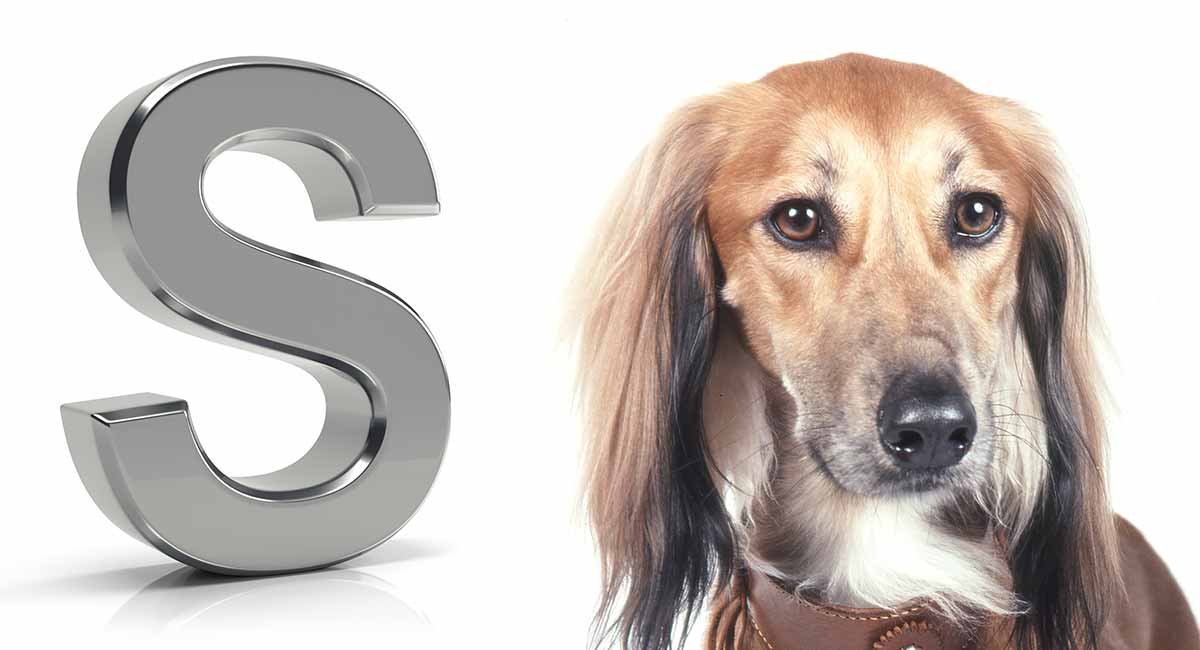 Hondenrassen die beginnen met S
