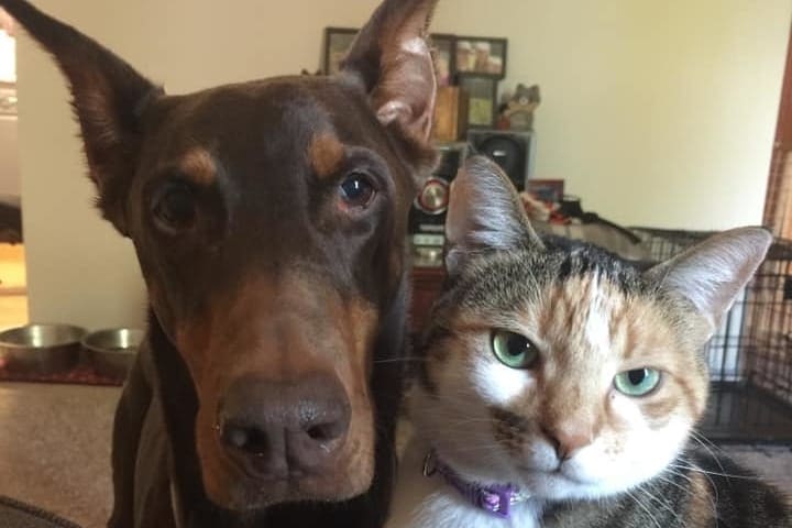 Een Doberman en een kat poseren samen voor een foto.