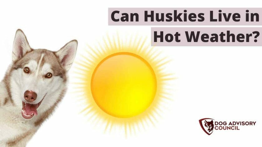 Kunnen Husky's leven in heet weer? Foto van een Husky hond met een hete zon.