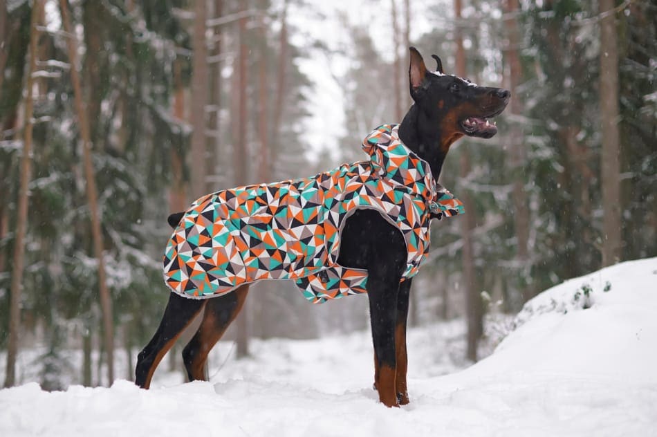 Een Doberman in de sneeuw met een winterjas aan.