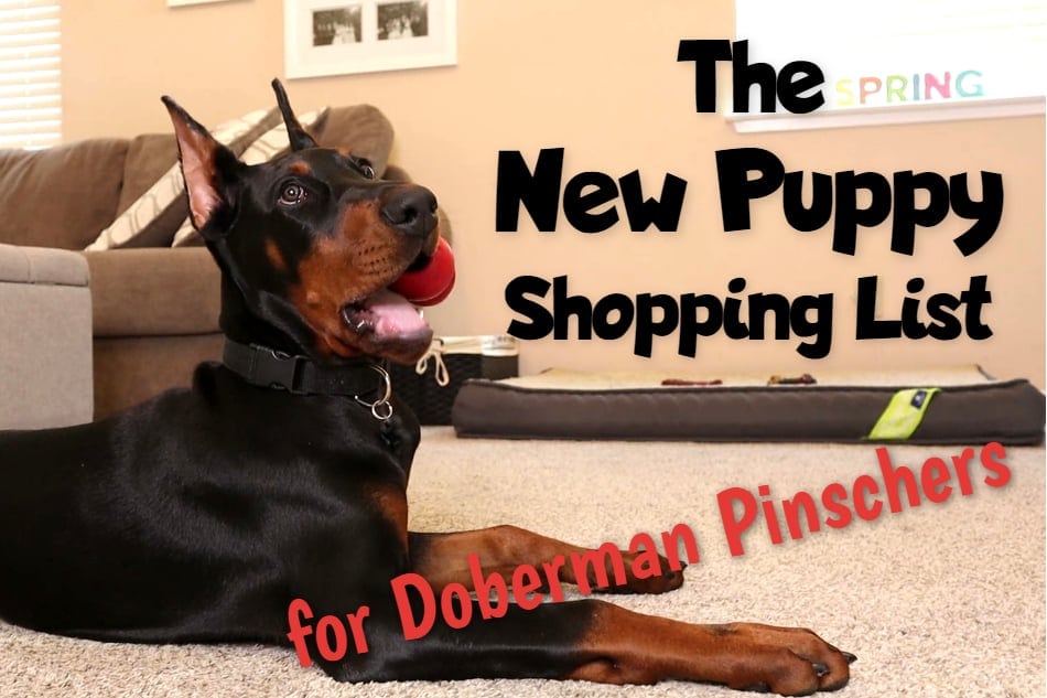 Doberman puppy omringd door speelgoed en andere must have producten.