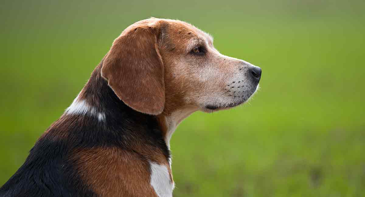 Oude Beagle