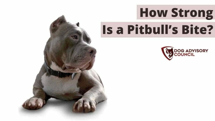 Pitbull Bite Force - Hoe sterk is de beet van een Pitbull? Foto van een Pitbull die er gemeen uitziet.