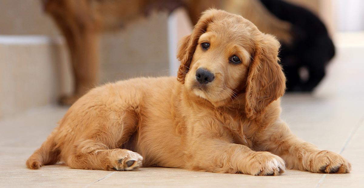 Puppy Search - vind uw perfecte puppy met deze complete gids