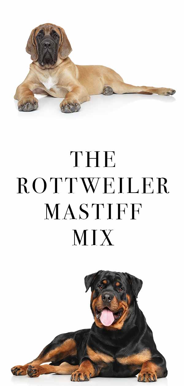 rottweiler mastiff mix