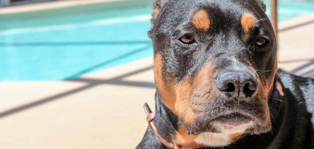 Rottweiler Pitbull mix volwassene ziet er zelfverzekerd en trots uit