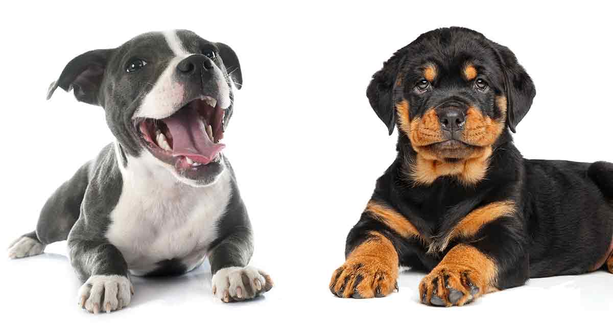 pitbull puppy naast een rottweiler puppy. Rottweiler Vs Pitbull