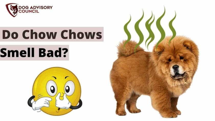 Ruiken Chow Chows slecht? Foto van een slecht ruikende Chow Chow hond