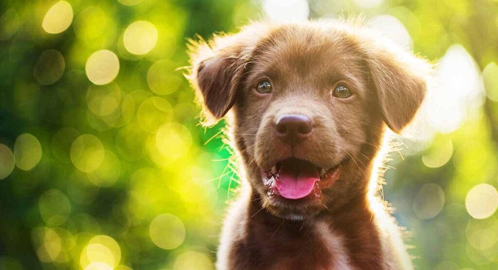 Schattige Hondennamen - Meer dan 200 schattige namen voor jongens en meisjes Puppies