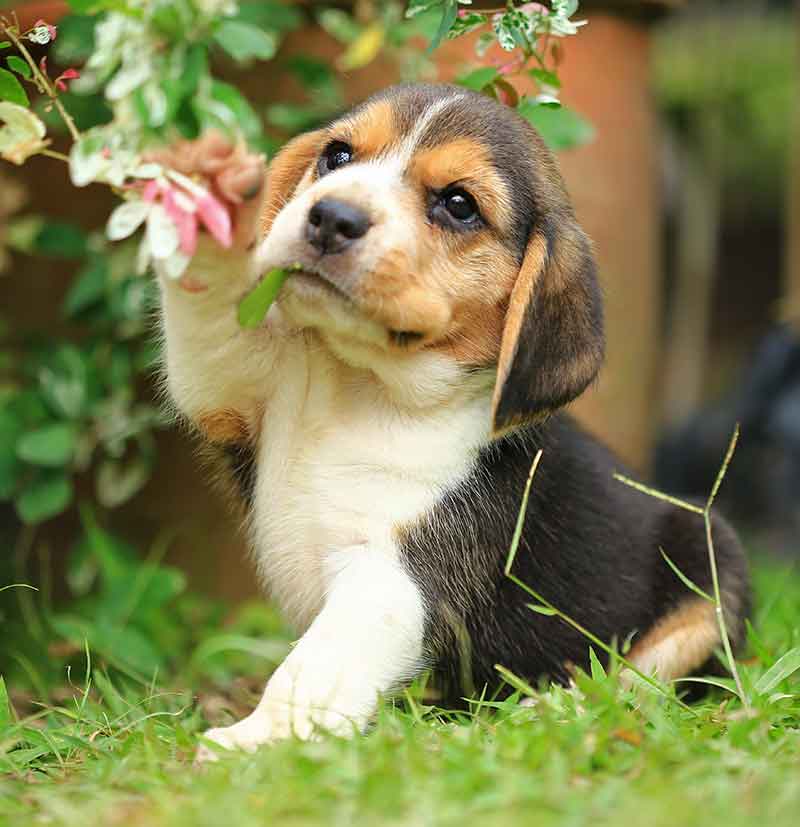 beagle puppy en bloem