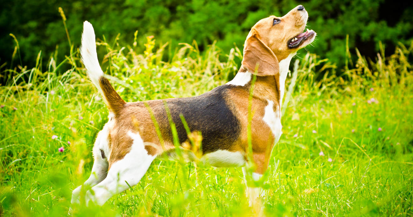 beagle hond op een groen gras buiten