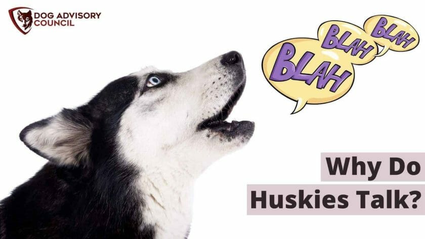 Waarom praten Husky's? Foto van een pratende Husky hond.