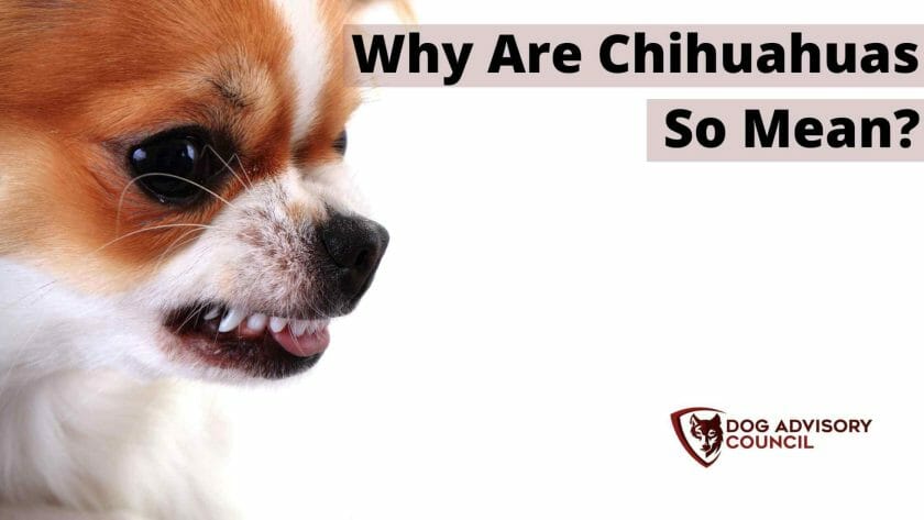 Waarom zijn chihuahua's zo gemeen? Foto van een Chihuahua met zijn tanden, gemeen en agressief kijkend.