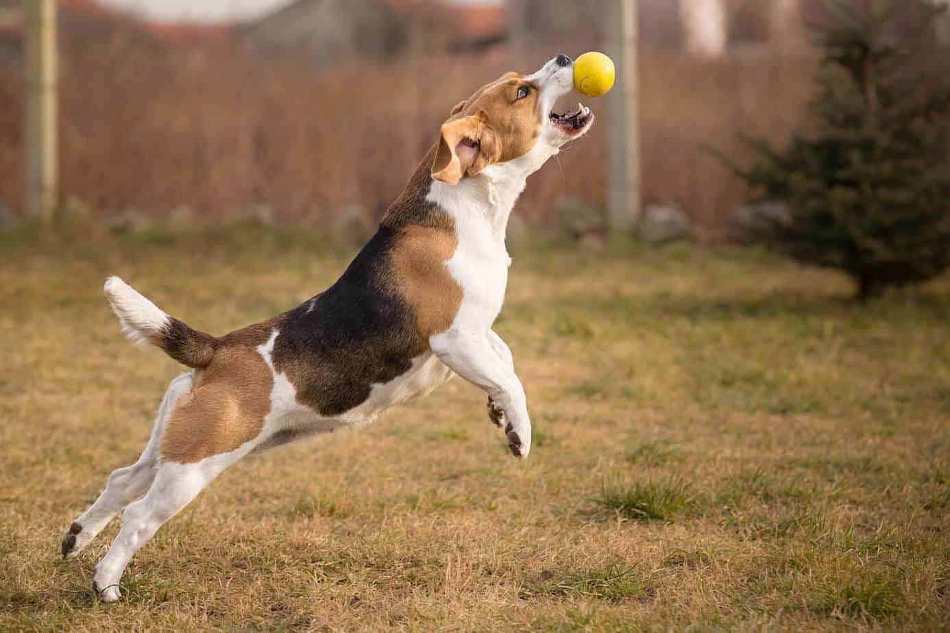Wanneer stoppen Beagles met groeien? Tips voor een gezonde Beagle