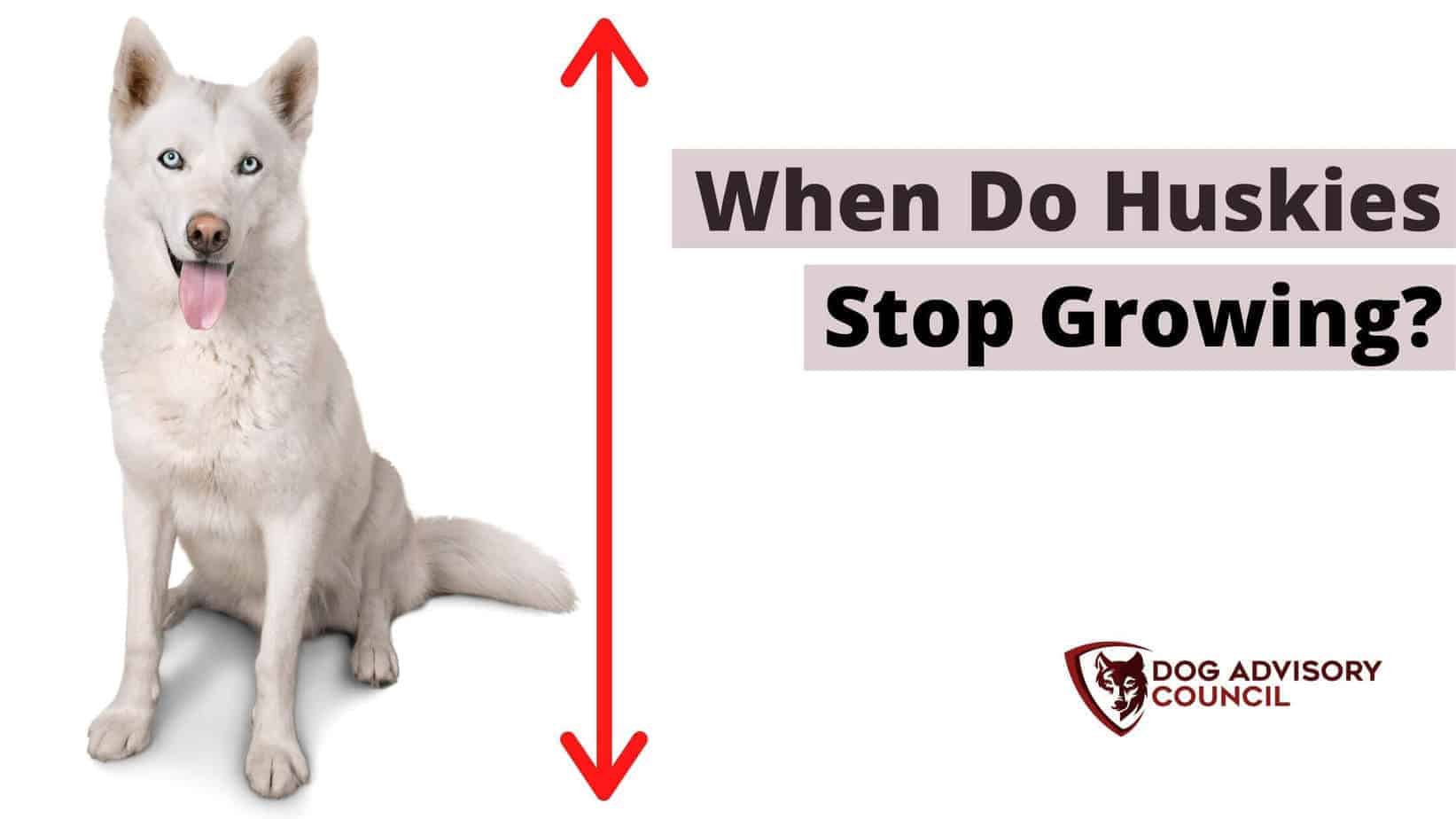 Wanneer stoppen Husky's met groeien? Foto van een grote Husky met grootte pijl.