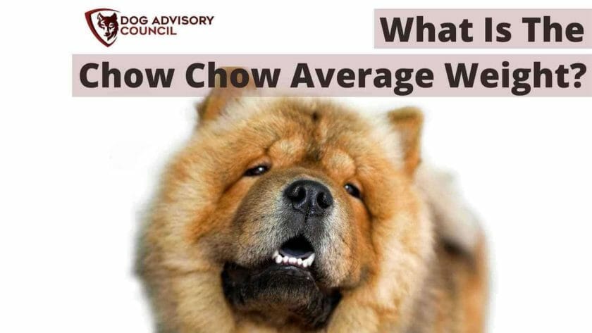 Chow Chow Gemiddeld Gewicht. Foto van een Chow Chow hond met overgewicht.