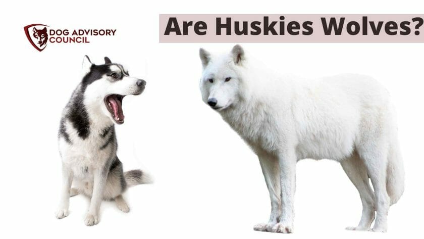 Zijn Husky's wolven? Foto van een Husky en een Wolf.