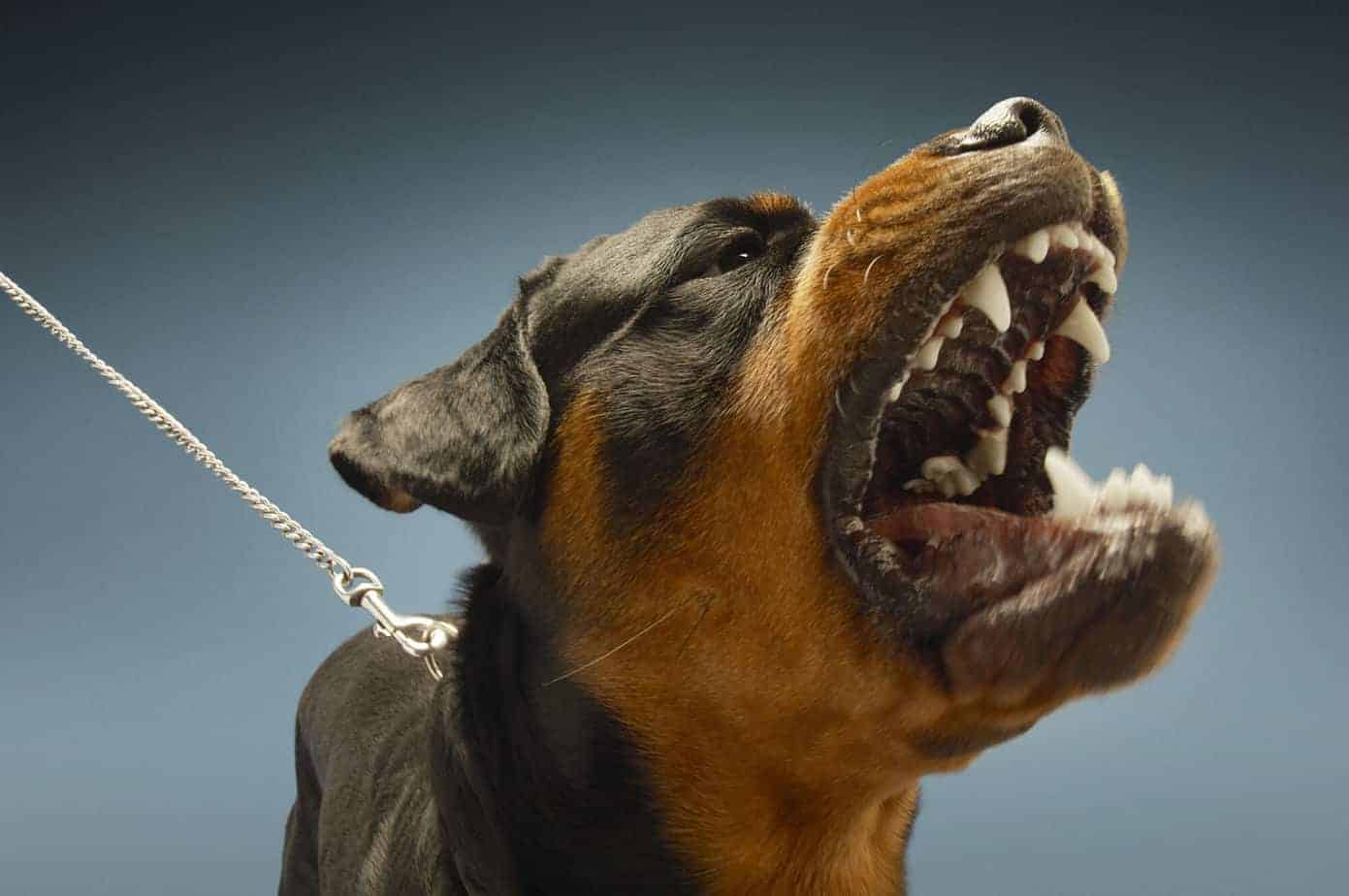 Zijn Rottweilers gevaarlijke honden? Foto van een Rottweiler hond die er gevaarlijk uitziet.