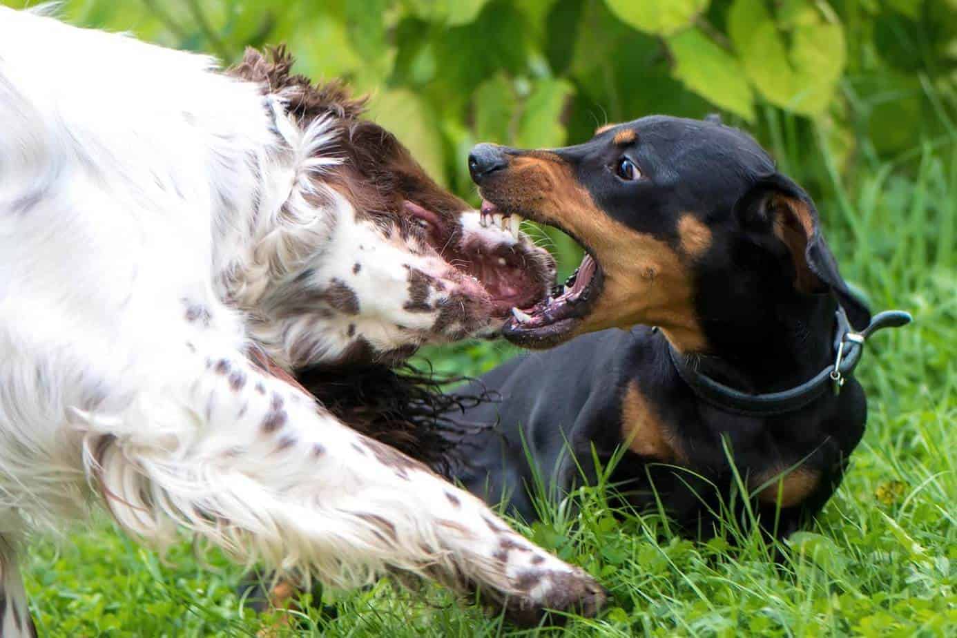 Zijn teckels agressieve honden?