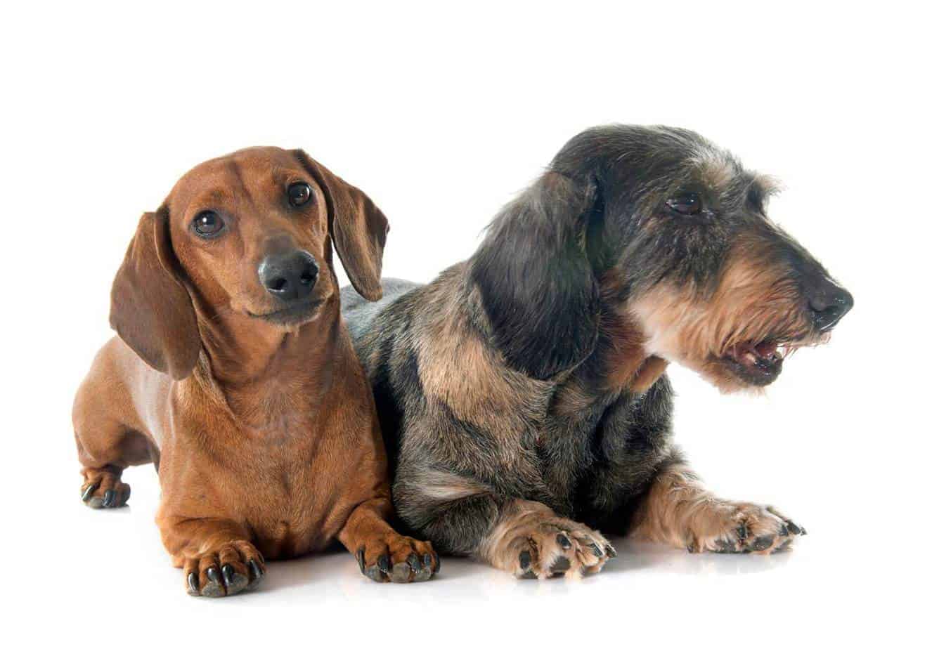 Zijn teckels hypoallergene honden?