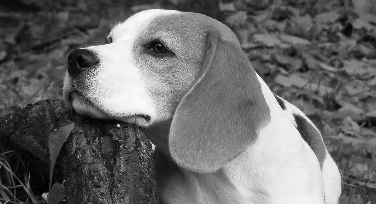 zwart-witte beagle