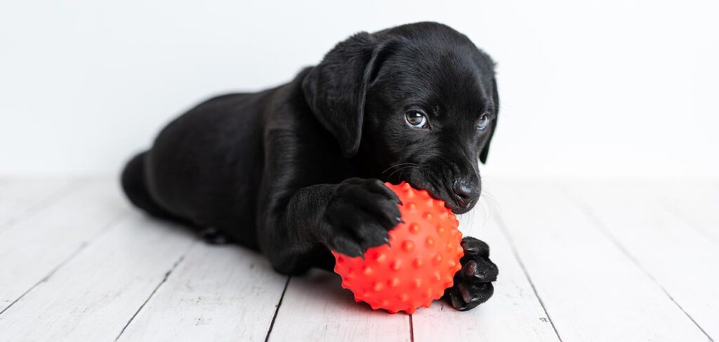 black lab puppy heeft geweldige namen nodig