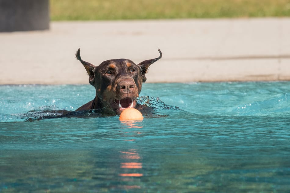Doberman in een zwembad gaat voor een bal.