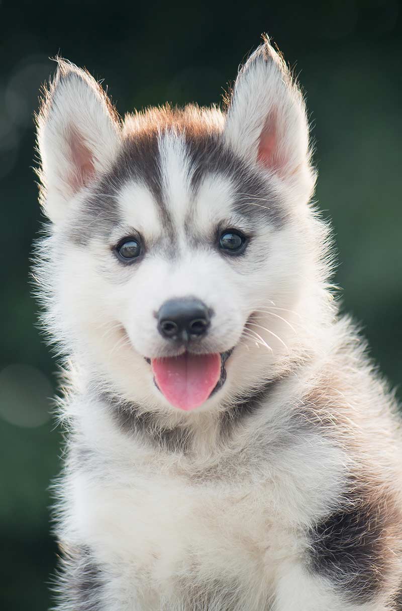 Ontdek waarom de oren van deze puppy gezond zijn en meer fascinerende feiten over de vorm van honden in dit artikel van The Happy Puppy Site