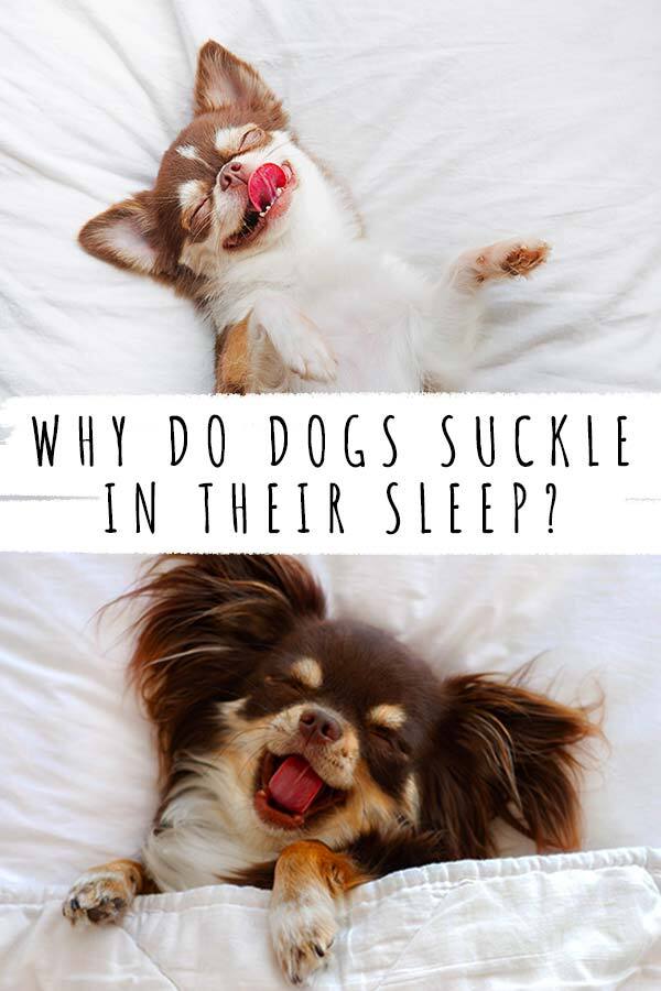 waarom zogen honden in hun slaap