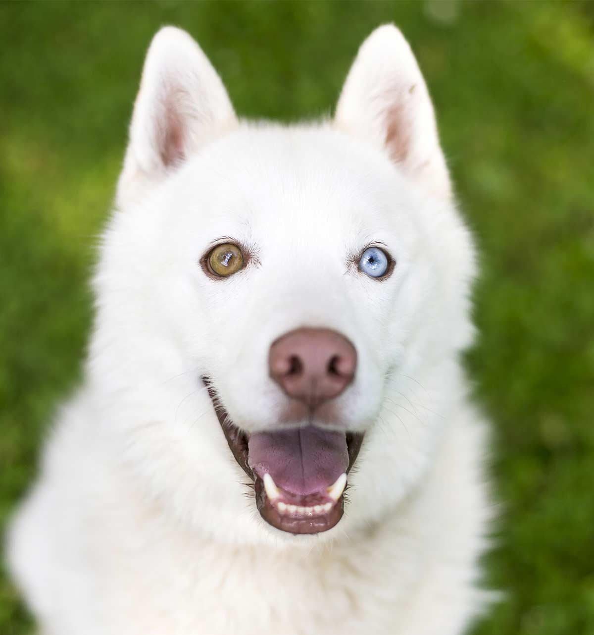 duitse herder en husky honden met verschillend gekleurde ogen