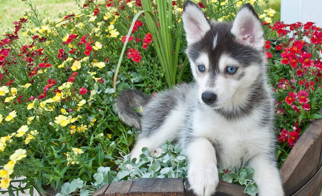 pomsky puppies kunnen honden zijn met groene ogen