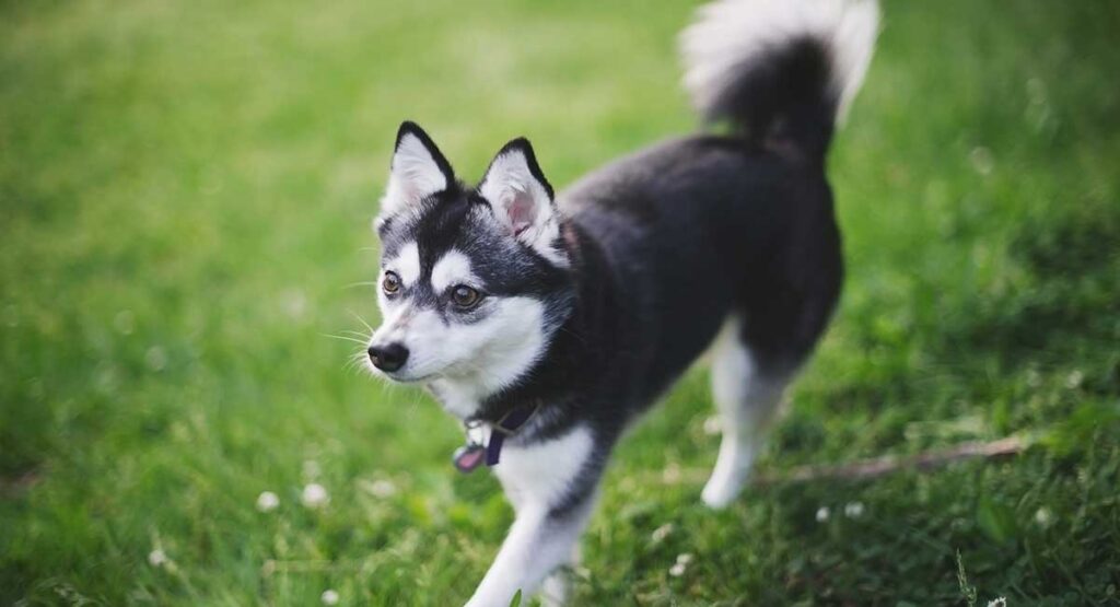 een alaskan klee kai puppy met puntige oren