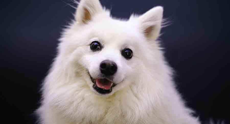 een amerikaanse eskimo hond met een puntig oor