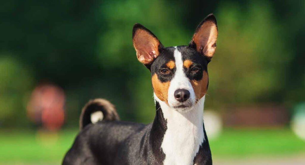 de basenji is een ongewone hond met puntige oren
