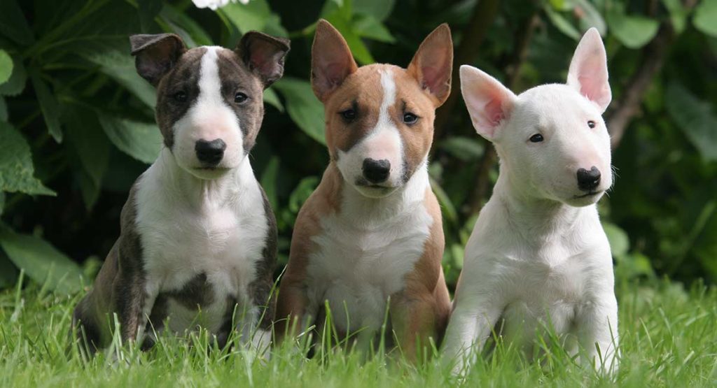 bull terrier puppies oren worden rechter als ze ouder worden