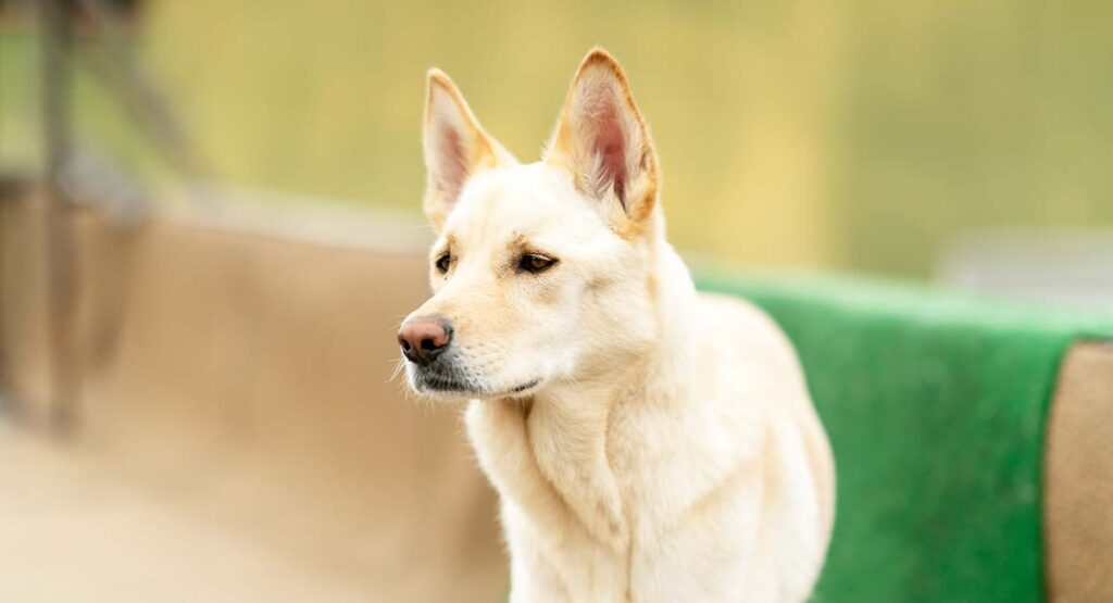 koreaanse jindo hond met puntige oren