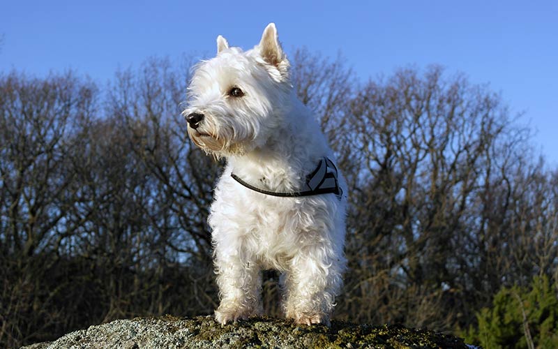 De Westie - Een gids voor de West Highland White Terrier