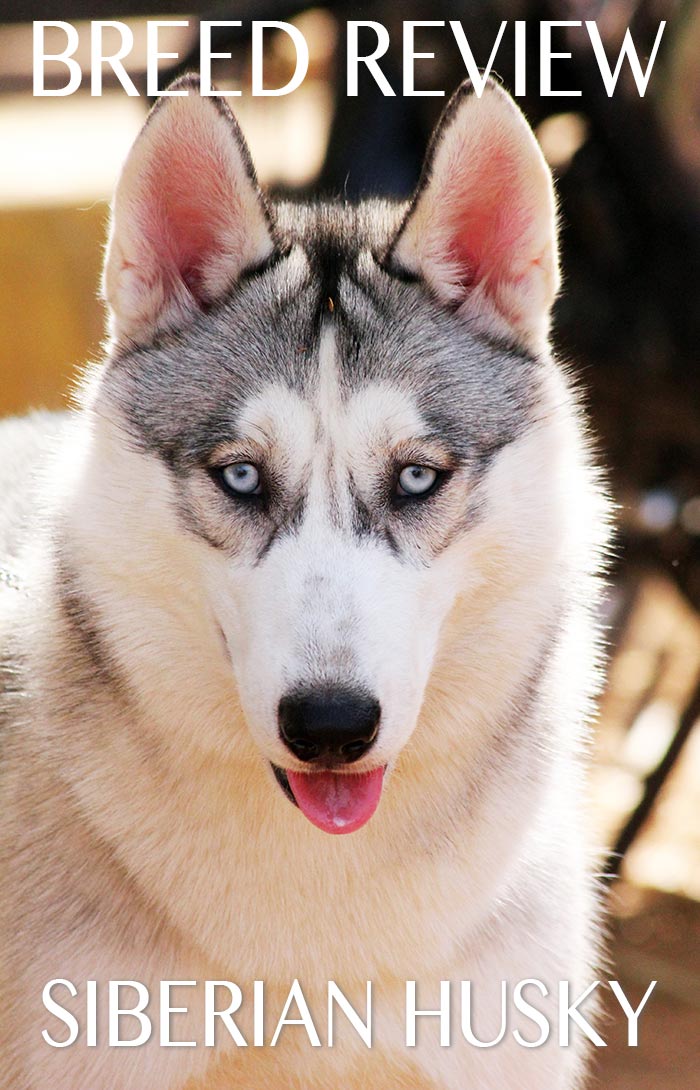 Een fascinerende gids voor het hondenras Siberische Husky