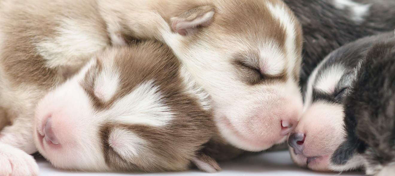 Schattige siberische husky pups slapen op wit