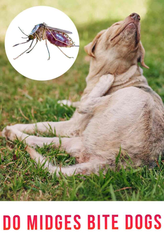 bijten muggen honden