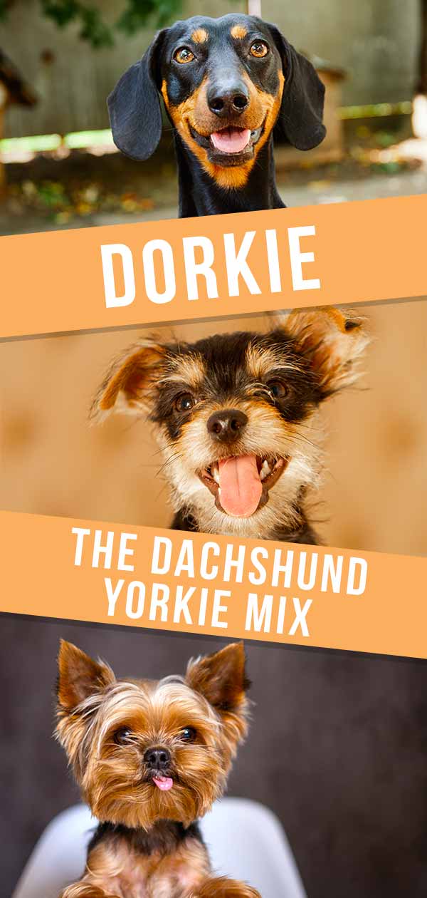 Dorkie - De Teckel Yorkie Mix HP 